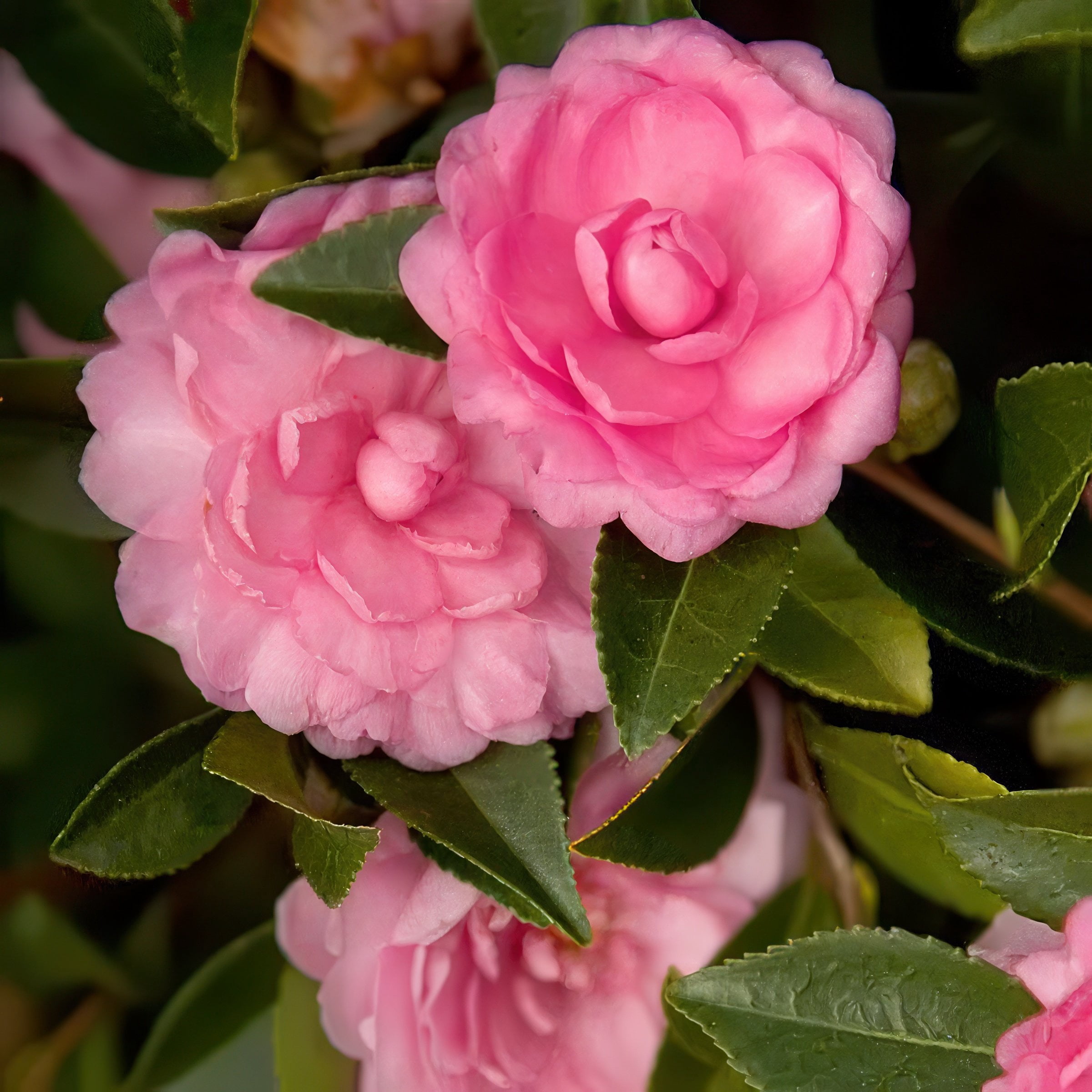 National Plant Network 1 gal. Camellia Sasanqua October Magic Pink Perplexion Shrub