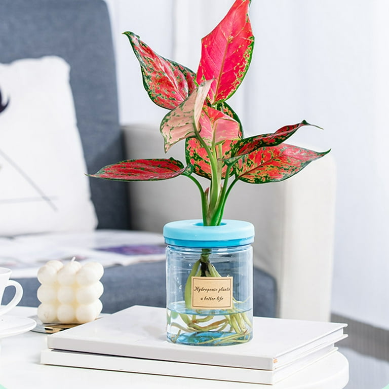 Ikohbadg Clear Hydroponic Small Potted Plant Pots, Indoor Desktop Flower  Pots for Living Room, Essential for Green Plant Lovers, Clear Plastic ...