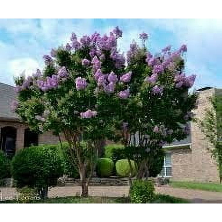 large money tree Large Money Tree main image 1