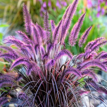 Set 3 Purple Fountain Grass Plants Live Clumps for Planting Your Garden, 4-8 Inch Tall, Ornamental Grasses Live Plants Perennial