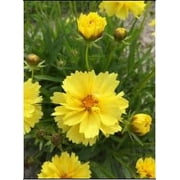 2.5qt Coreopsis Fineleaf