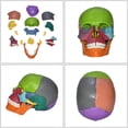 thumbnail image 3 of Cabeza Enseñanza Anatómica CUTICAT Cráneo Humano, 3 of 8