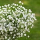 thumbnail image 2 of Injueey De flores artificiales, ramos de plantas de Gypsophila falsas, tacto Real, blanco vivo, hogar, sala de estar, decoración DIY Decoración Injueey HA084176-00, 2 of 6