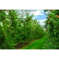 thumbnail image 2 of XDDJA Polyester Fabric 7x5ft Backdrop Apple Orchard Photography Background Green Apple Trees Red Ripe Apples Blue Sky Scene Natural Background Children Baby Girls Personal Photo Portraits, 2 of 2