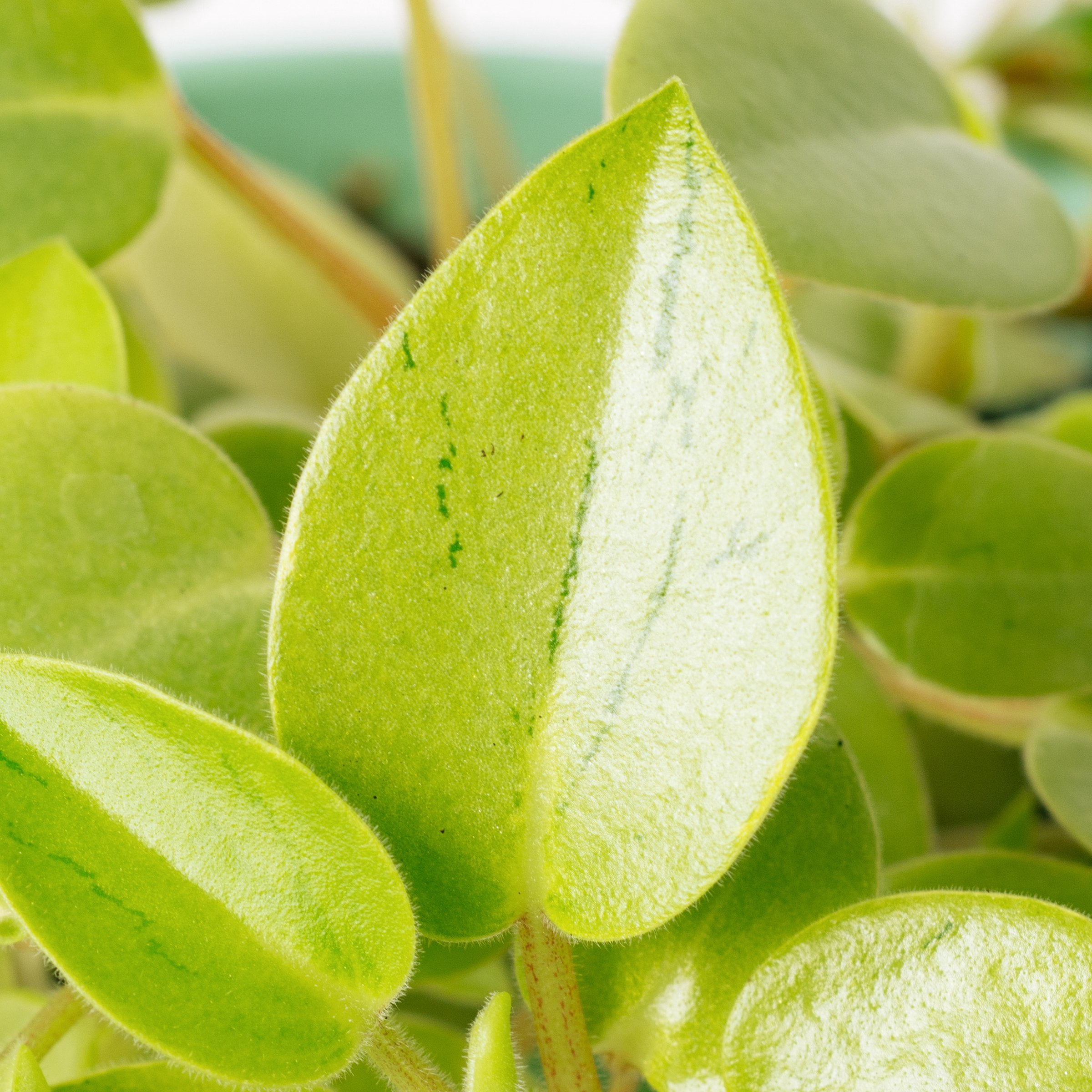 4 in. Peperomia Pixie Lime Plant in Grower Container (3-Pack)