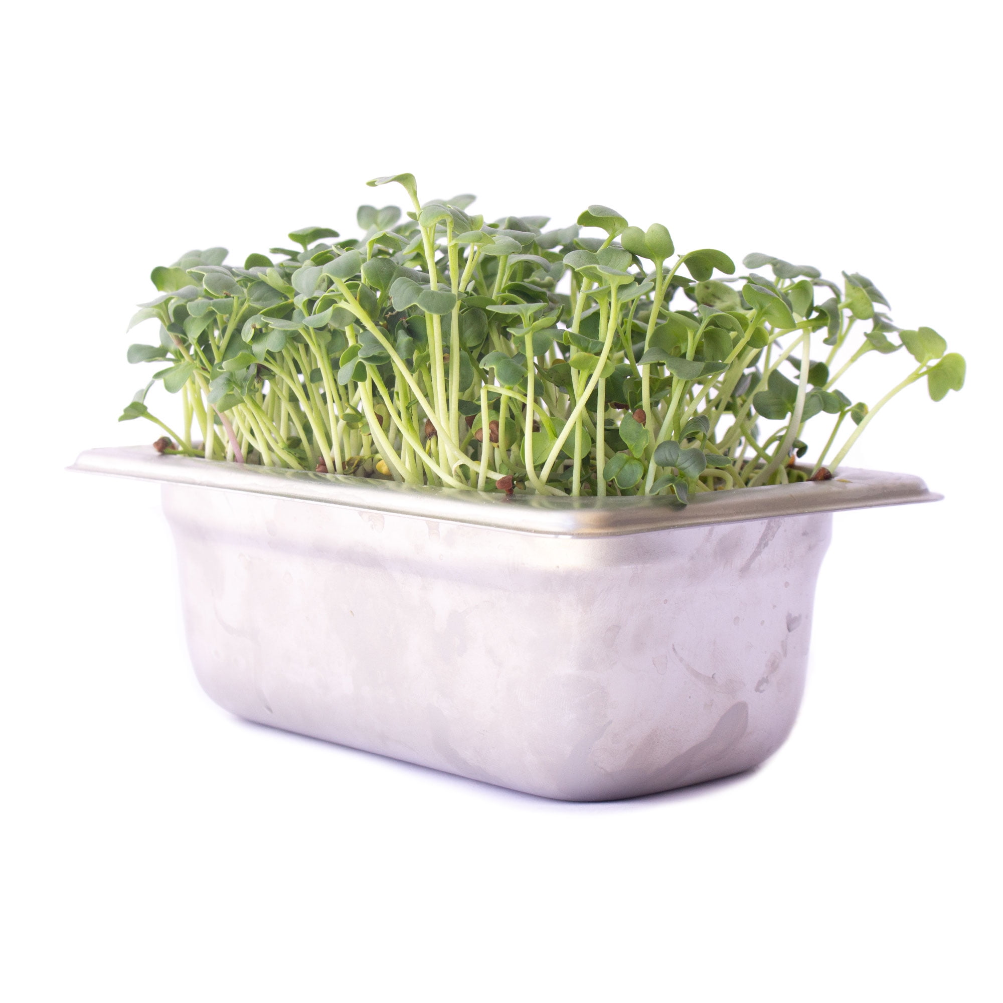 Trellis + Co. Stainless Steel Hydroponic Microgreens Growing Kit - 2 Pack - Infinitely Reusable Hydroponic Kit for Microgreen Seeds & Wheatgrass Seeds - Easy Soil-Free Sprouting System