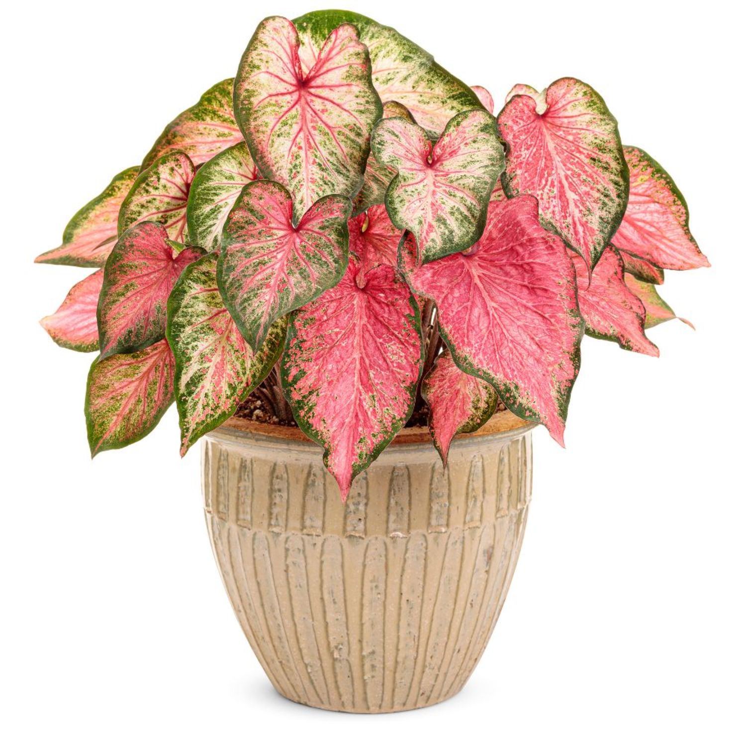 Proven Winners 5" Multicolor Heart to Heart 'Blushing Bride' Sun or Shade Caladium Live Plant in 4.5" Pot
