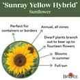 thumbnail image 5 of Burpee Sunray Yellow Dwarf Sunflower Seeds, Easy to Grow, 5 of 6