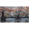 thumbnail image 2 of Head, Danny 14x10 White Modern Wood Framed Museum Art Print Titled - Spanish Moss II, 2 of 4