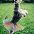 thumbnail image 2 of Miangastore 1 Pce Robe en Gaze Arc-en-Ciel pour Chien Jupe en Tulle Festive (Coloré), 2 of 8