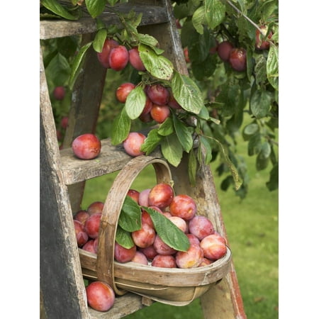 Freshly Picked Victoria Plums Freshly Picked in a Trug in a Country Garden, England, UK Print Wall Art By Gary Smith ()