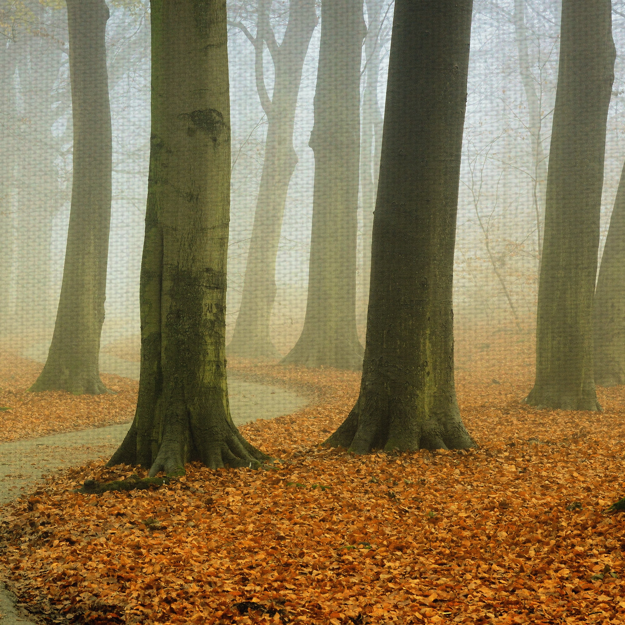 Masterpiece Art Gallery Misty Twisty Autumn Forest by Lars Van de Goor Canvas Photo Art Print 24" x 36"