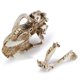 thumbnail image 4 of Ounissouiy Resina cráneo decoración esqueleto cabeza Smilodon diente de sable tigre cráneos modelo hogar Bar escritorio accesorios decorativos Decoración, 4 of 6