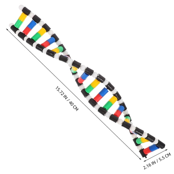 ETHZZLE Double Helix DNA Model Kit Plastic Science Teaching Aid for Students Biology Educational Tool