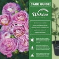 thumbnail image 4 of Arctic Blue Rose Bush - 4 Live Starter Plants in 2 Inch Pots - Beautifully Fragrant Rose from Florida - A Versatile Beauty with a Rich Fragrance, 4 of 6