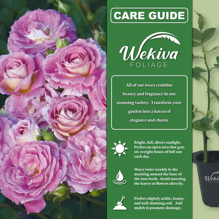 Arctic Blue Rose Bush - Live Starter Plant in a 2 Inch Pot