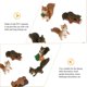 thumbnail image 2 of 8pcs Mini Squirrel Figurines Tiny Animal Statue Moss Micro Landscape Decor, 2 of 3