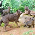 thumbnail image 3 of Necvior Educational Figures Set of 4Pcs Realistic Wolf Figurines for Kid Birthday, 3 of 18