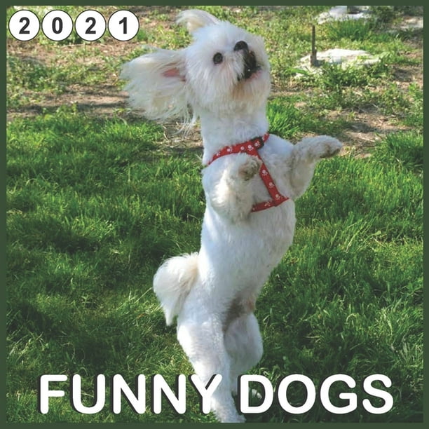 Funny Dogs : 2021 Wall & desc Calendar, Great Gifts for dogs lover 16 Month  calendar (Paperback) 