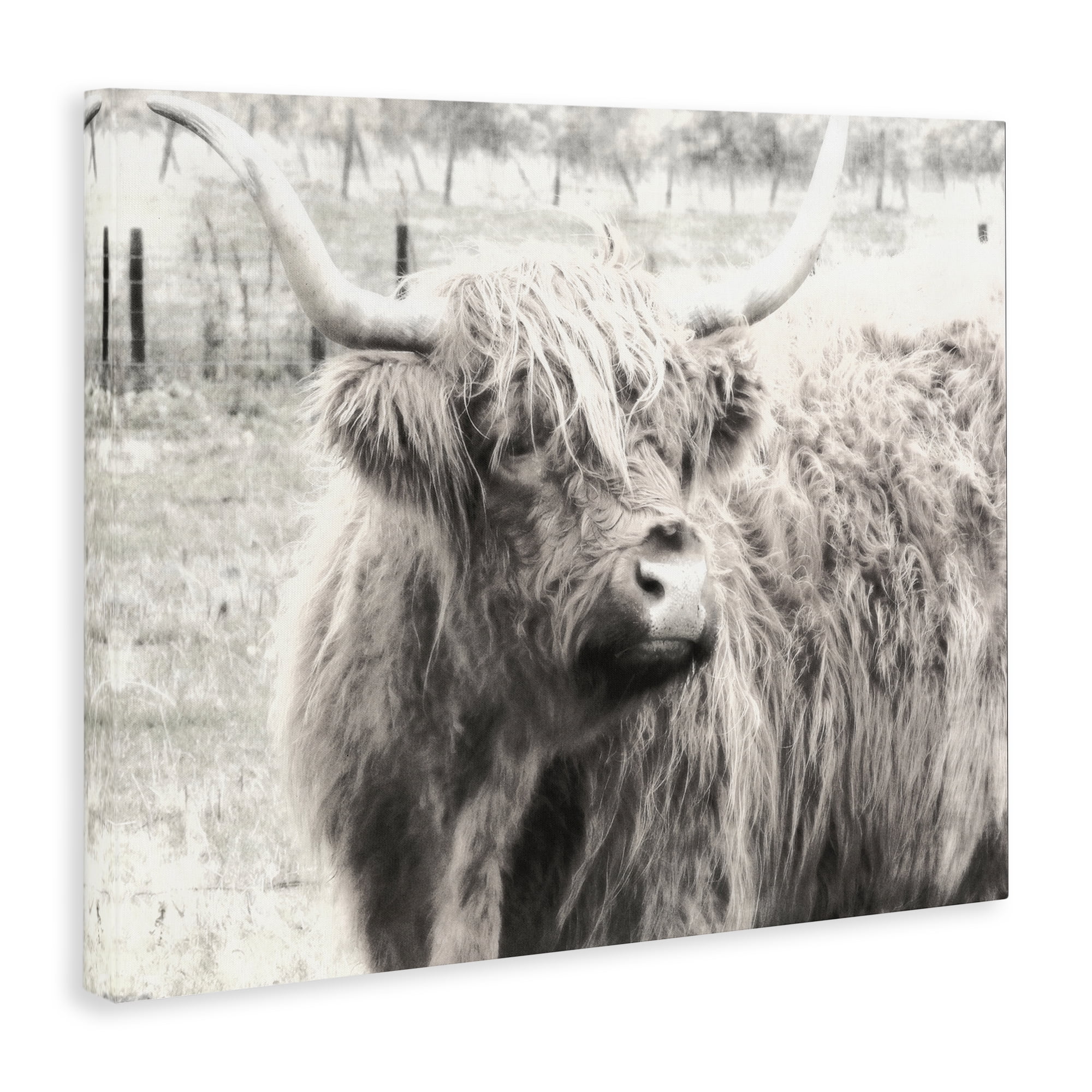Stupell Industries Highland Cow Gazing Portrait Animals Photography Wrapped Canvas Art Print Wall Art, 20 x 16