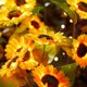 thumbnail image 2 of Lámpara solar de girasol para jardín, exterior, impermeable, decorativa, para jardín, patio, camino y decoración navideña., 2 of 5