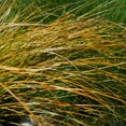 thumbnail image 2 of Carex Seed - Orange Sedge Ornamental Grass Seeds - 400 Seeds, 2 of 5