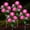Pink, variant on 4 Pack Solar Rose Flower Lights, Outdoor Solar Garden Lights, LED Waterproof Solar Lights for Pathway Patio Yard Decor, Yellow