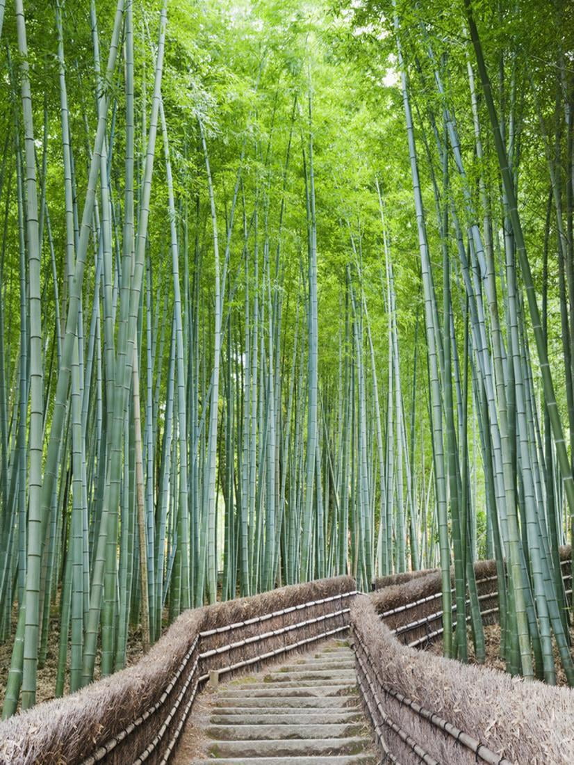 Japan Kyoto Arashiyama Adashino Nembutsu Ji Temple Bamboo Forest Botanical Scenic Unframed Photographic Print Wall Art By Steve Vidler Walmart Com Walmart Com Japan Kyoto Arashiyama Adashino Nembutsu Ji Temple Bamboo Forest Botanical Scenic Unframed Photographic Print Wall Art By Steve Vidler Walmart Com Walmart Com