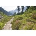 thumbnail image 2 of Paulson, Don 32x23 White Modern Wood Framed Museum Art Print Titled - WA, Cascade Pass Hiking trail amid wilderness, 2 of 4