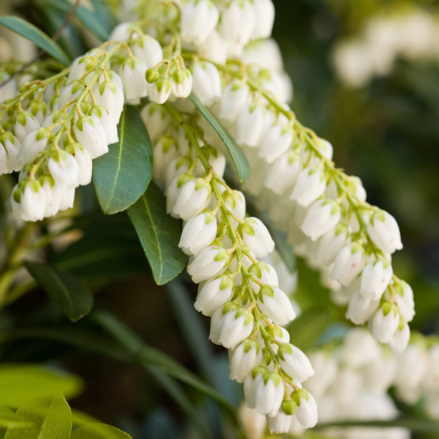 Southern Living Mountain Snow Pieris 'Japanese Andromeda' Live Shrub in 2-Gallon Grower Pot