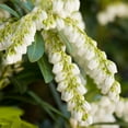 thumbnail image 3 of Southern Living Mountain Snow Pieris 'Japanese Andromeda' Live Shrub in 2-Gallon Grower Pot, 3 of 6