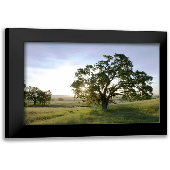Blaustein, Alan 14x11 Black Modern Framed Museum Art Print Titled - Oak Tree - 96