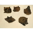 thumbnail image 2 of George Catlin 14x11 Gold Ornate Wood Frame and Double Matted Museum Art Print Titled - Portraits of Two Grizzly Bears, from Life (1839-1840), 2 of 4
