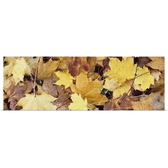 Great BIG Canvas | Rolled Toby Adamson Poster Print entitled Golden Autumn Leaves On Ground