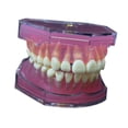 thumbnail image 3 of Modelo de enseñanza oral,Modelo de extracción dental Modelo de enseñanza oral,Kit educativo para la práctica de extracción de dientes,Instrumento dental modelo didáctico, 3 of 9