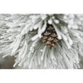 thumbnail image 2 of Calgary  Alberta  Canada; Frost Covered Pine Needles And A Pine Cone Poster Print, 2 of 2