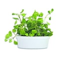 thumbnail image 2 of Cat-About By Miraclecorp Gimborn Multi-Catnip Plus, 150-Gram, 2 of 2