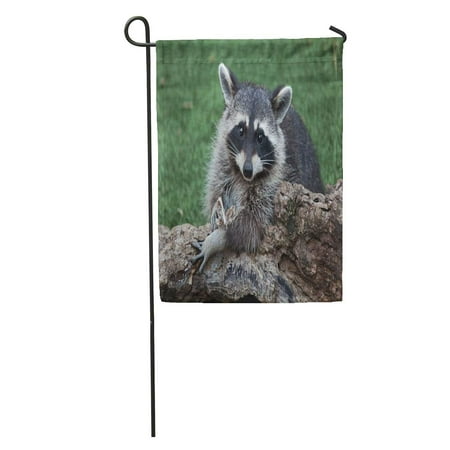 KDAGR Racoon Raccoon Procyon Lotor Also Known As The North American America Garden Flag Decorative Flag House Banner 12x18 (North American Vexillological Association Best Flags)