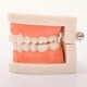 thumbnail image 4 of Children's Early Education Educational Toys, Dental Tooth Model Teaching Model Denture Model Oral Equipment Material Dental Tools (1 Pack), 4 of 5