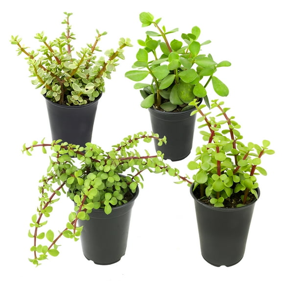 Element by Altman Plants Elephant Bush Succulents 4-Pack - Portulacaria - Full Sun - 1-Quart Pots