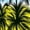 PALM TREE VIEW, LAKE BLUE, variant on Button Down Shirt for Women Casual Summer Beach Party Short Sleeve Vacation Blouse Shirt V Neck Blouses Tee Hawaiian Shirts for Women S Palm Tree View, Royal Blue
