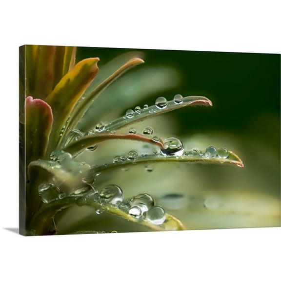 Great BIG Canvas Kathy Dee Premium Thick-Wrap Canvas entitled Rain Drops On Plant