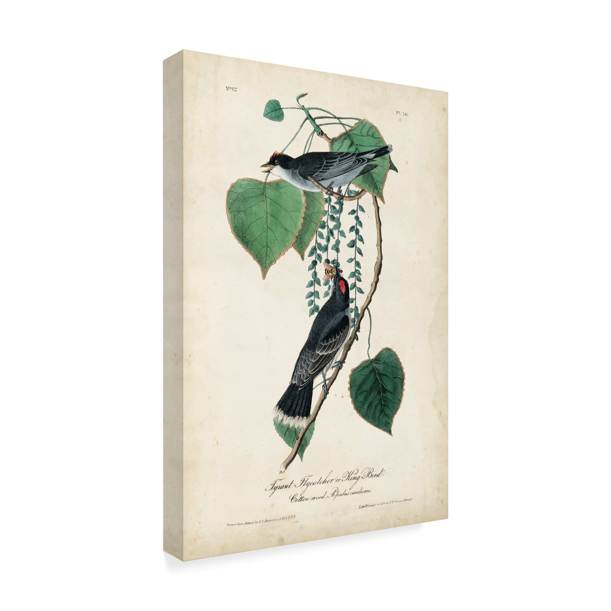 Trademark Fine Art 'Flycatcher And King Bird' Canvas Art by John James Audubon