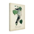 thumbnail image 2 of Trademark Fine Art 'Flycatcher And King Bird' Canvas Art by John James Audubon, 2 of 4