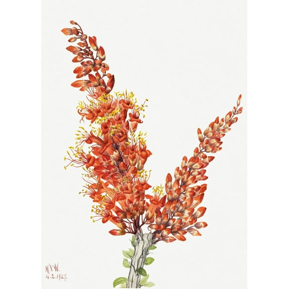 Botanical Plant Illustration - Ocotillo (Fouquieria splendens) by Mary Vaux Walcott - 12" x 18" Art Print Wall Decor