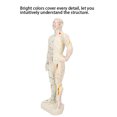 thumbnail image 4 of Acupuncture 26cm Professional Unisex PVC Acupuncture Point Human Body Model Teaching Tool, 4 of 8