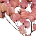 thumbnail image 2 of Vickerman 13.5-17" Pink Dried Cara Blossom Bundle, Preserved., 2 of 5