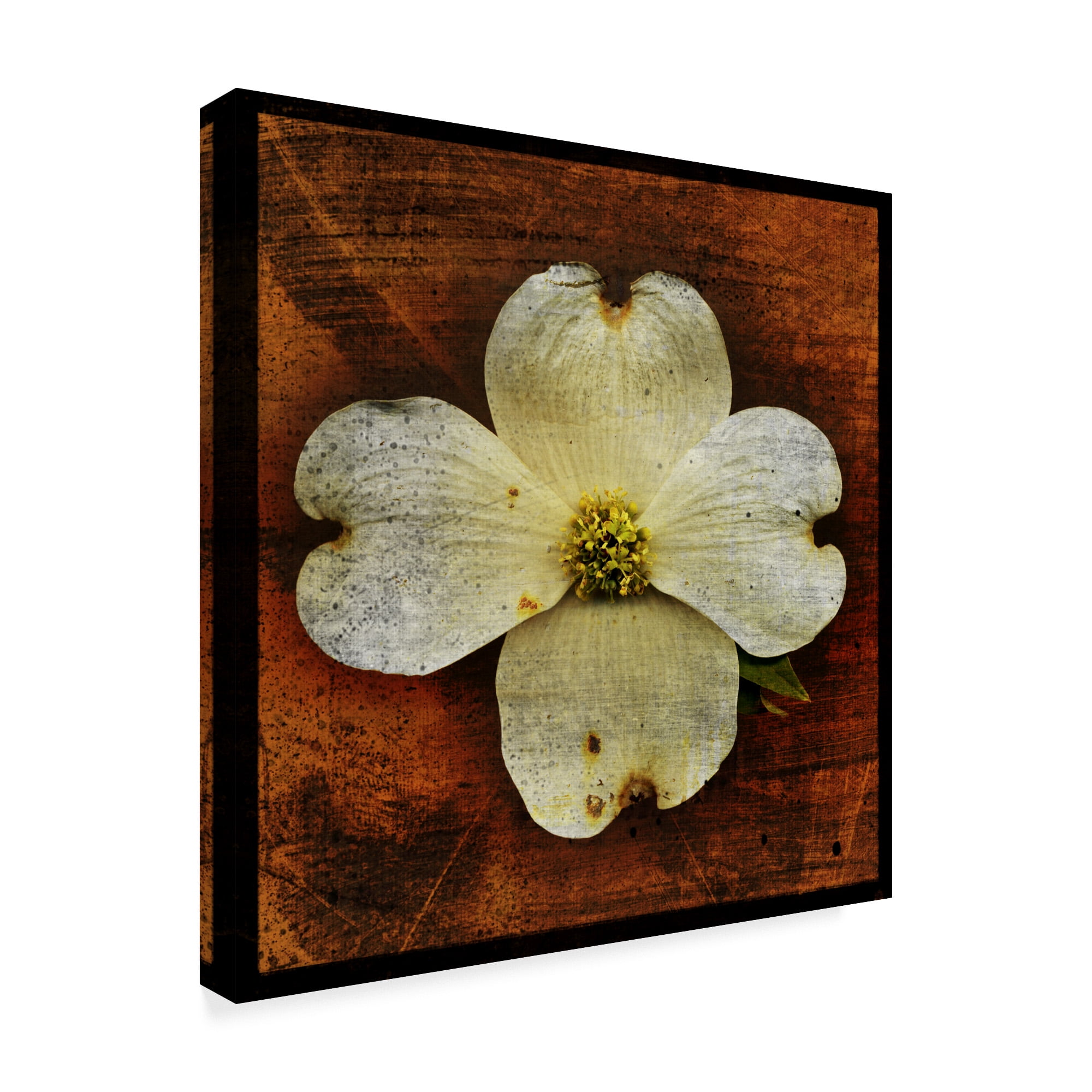 Trademark Fine Art 'White Dogwood' Canvas Art by John W. Golden