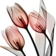 thumbnail image 2 of Koetsier, Albert 26x26 Black Ornate Wood Framed with Double Matting Museum Art Print Titled - Splendid Tulips, 2 of 4