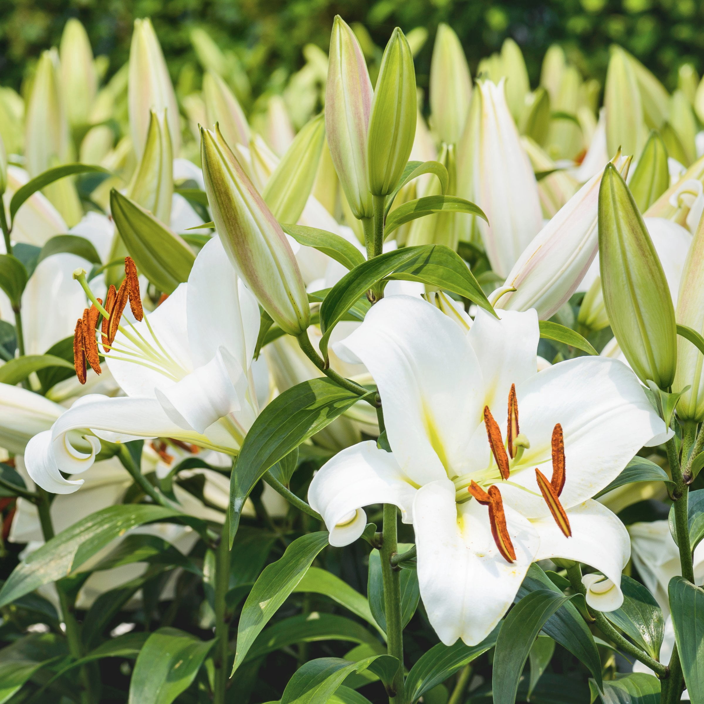 National Plant Network Lily Casa Blanca Bulbs (5-Pack)